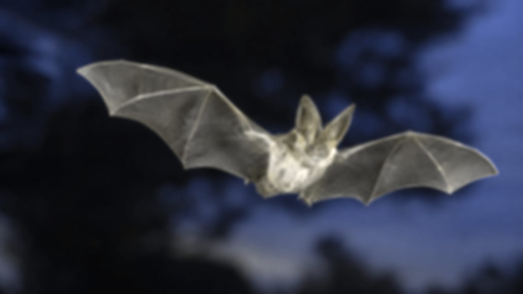 Bat — See through their eyes
