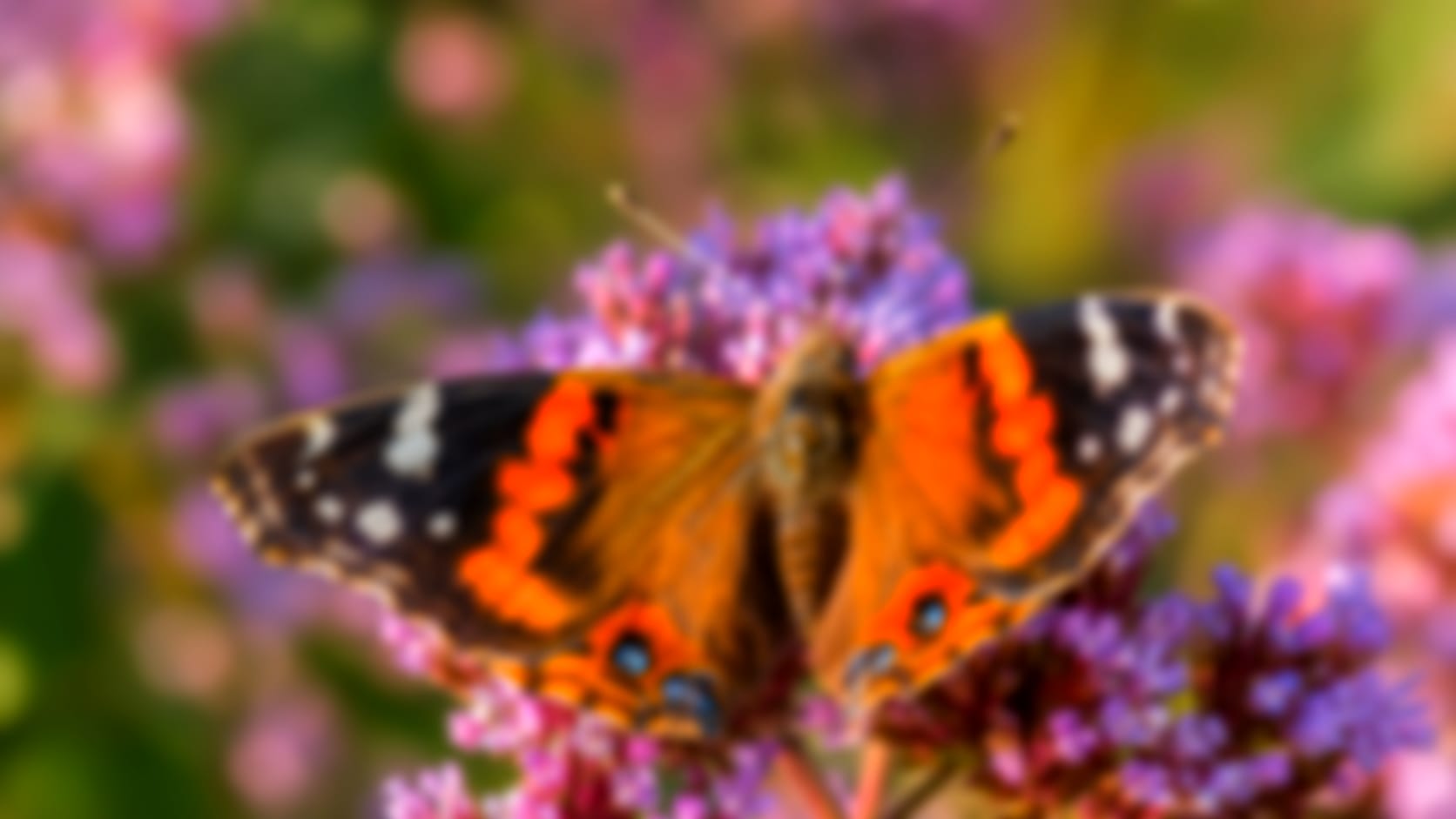 Butterfly — See through their eyes