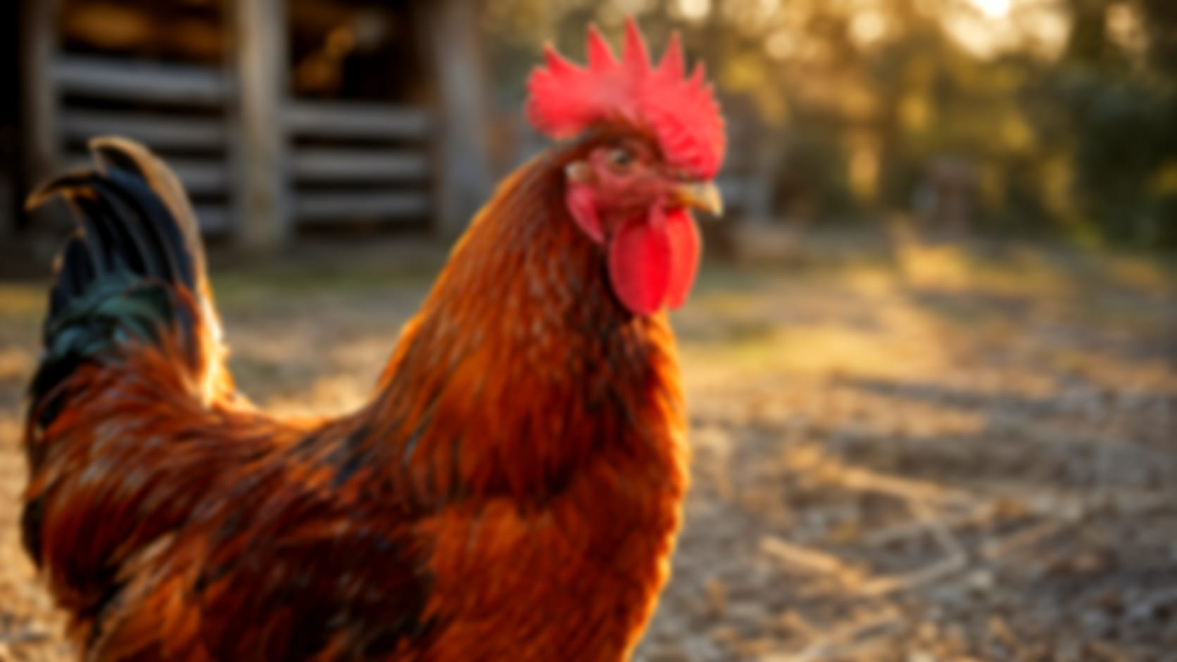 Chicken — See through their eyes