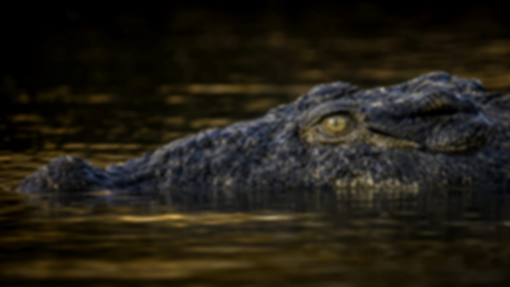 Crocodile — See through their eyes