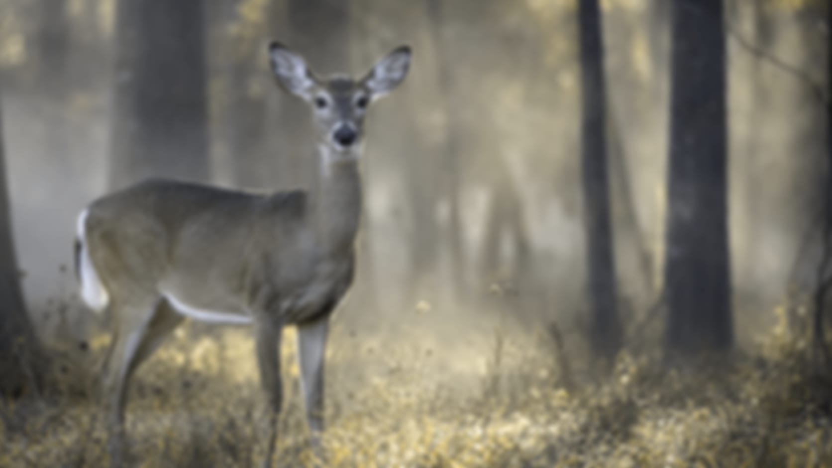 Deer — See through their eyes