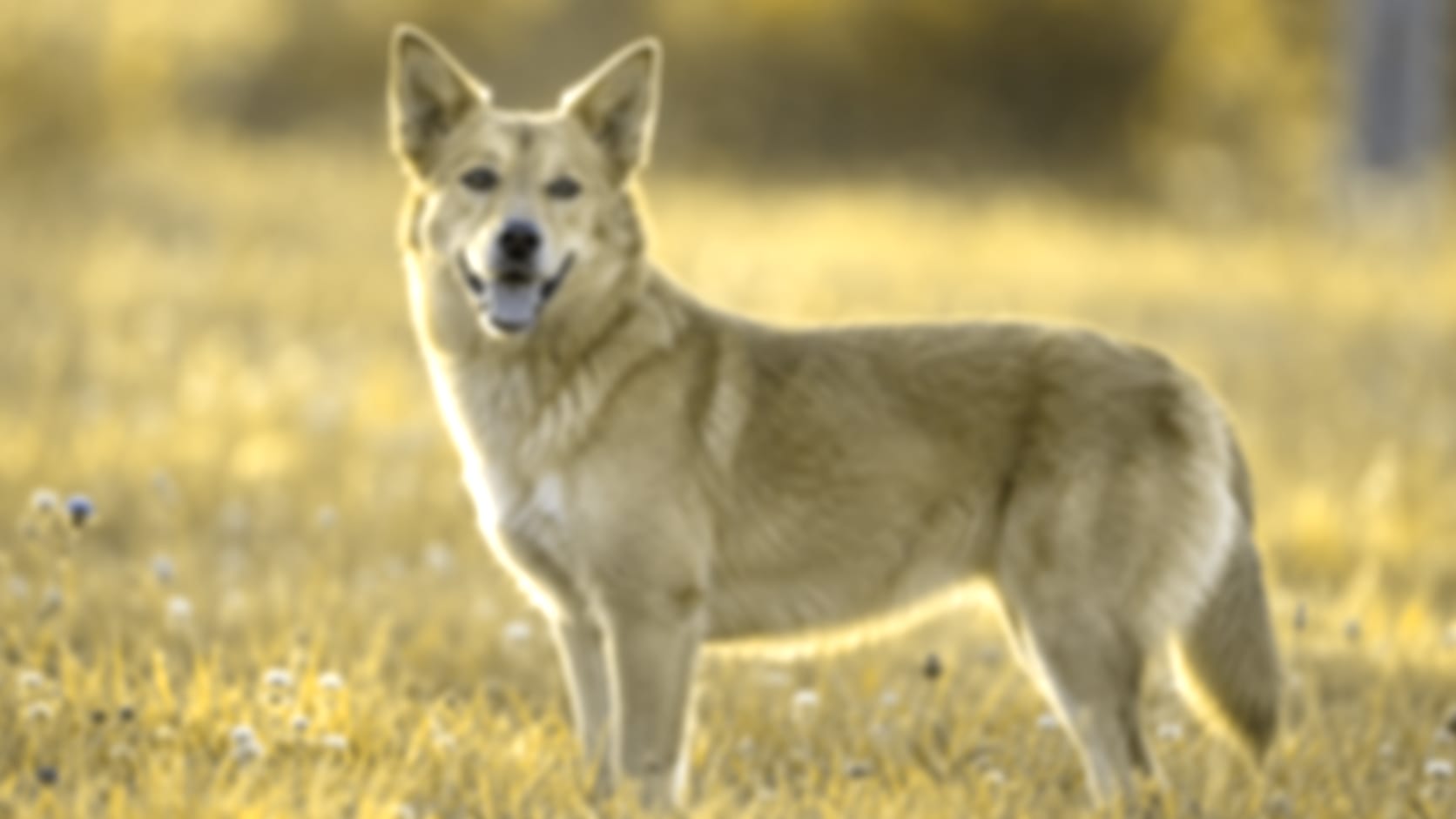 The same meadow simulated with cat vision