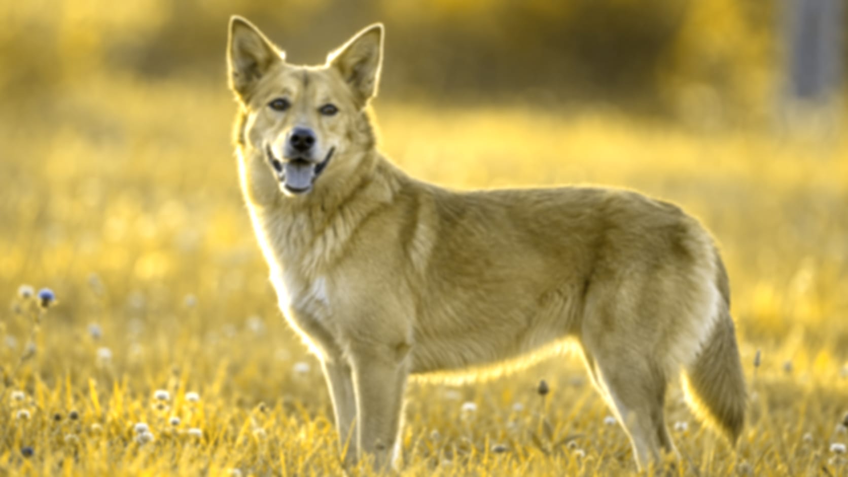 The same meadow simulated with dog vision