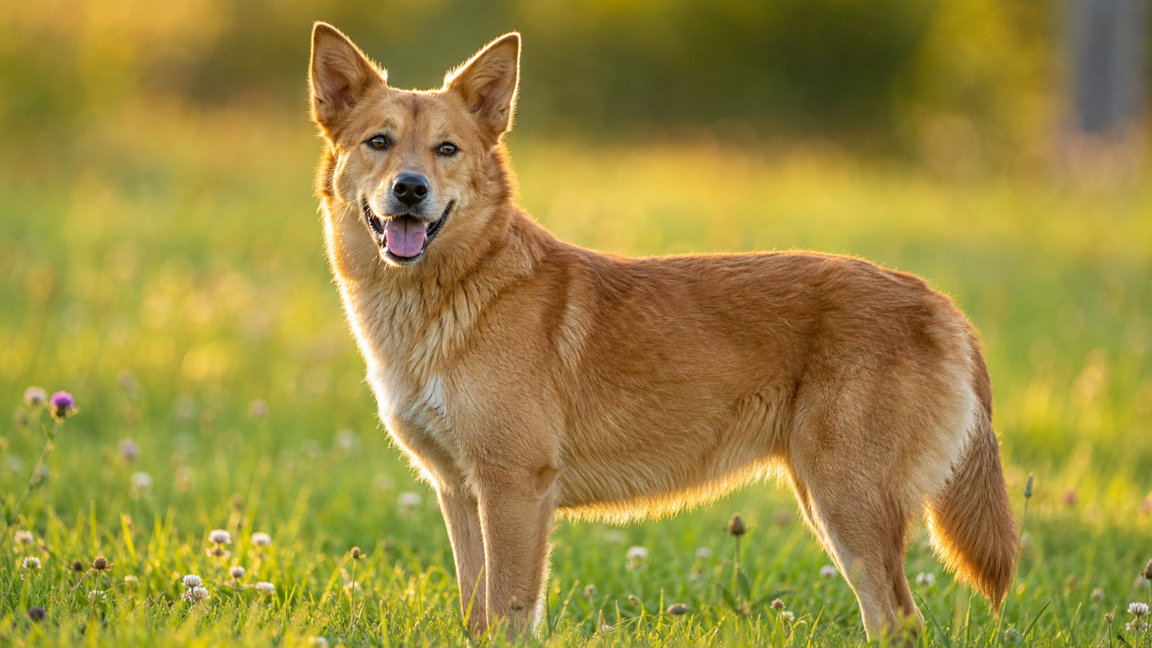 A dog in a sunny meadow, as a person sees it