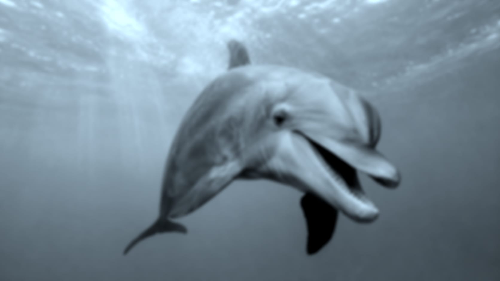Dolphin — See through their eyes