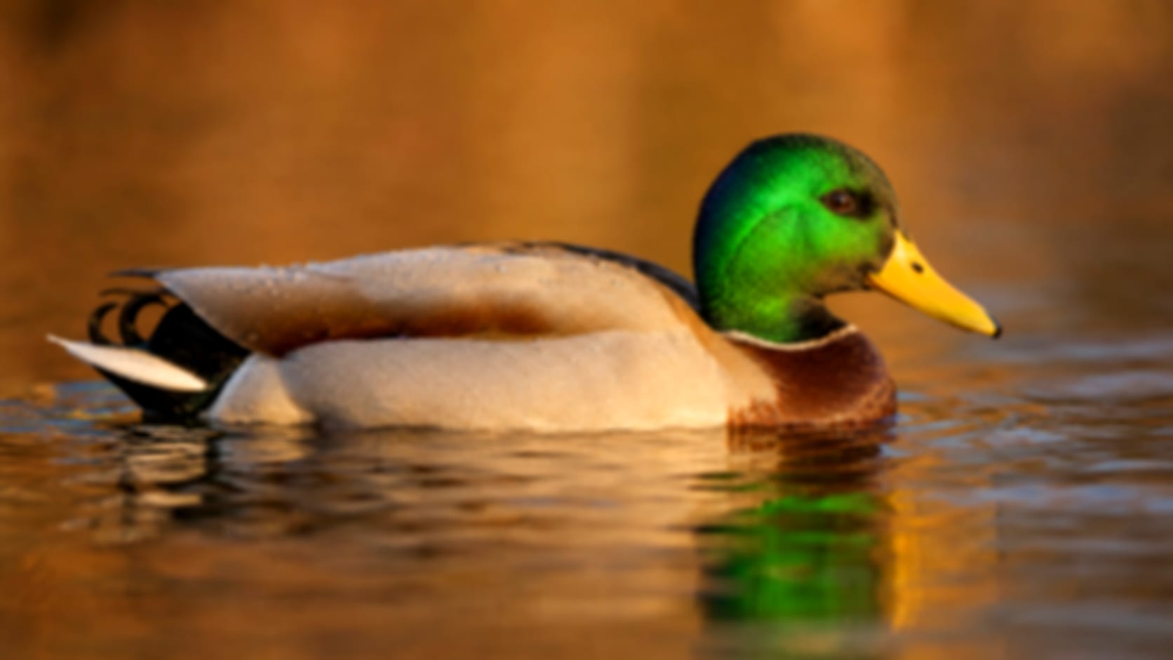 Duck — See through their eyes