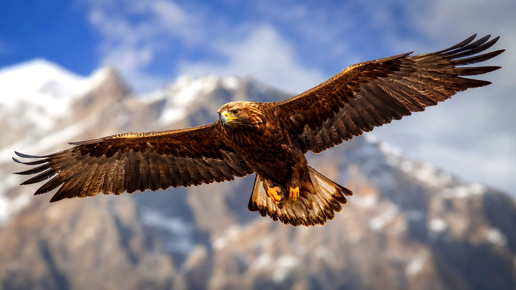 Eagle — See through their eyes