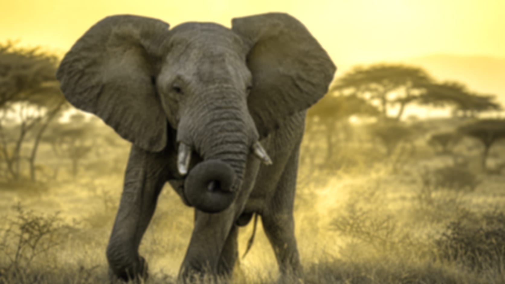 Elephant — See through their eyes