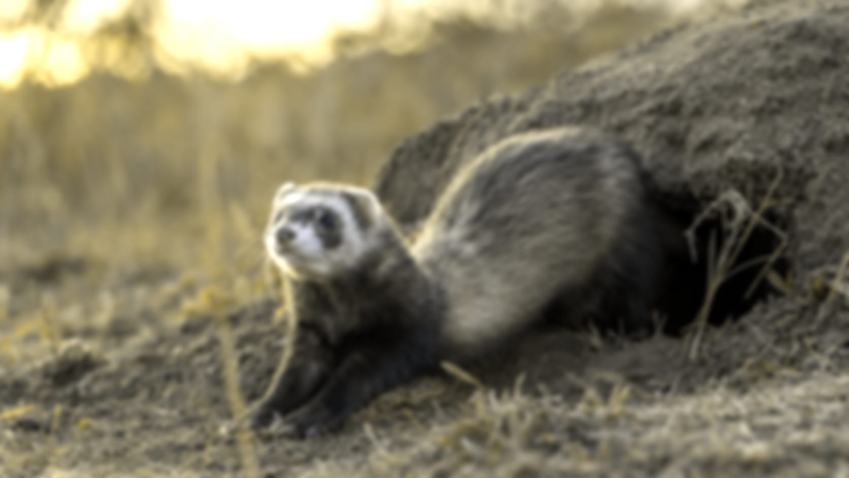 Ferret — See through their eyes