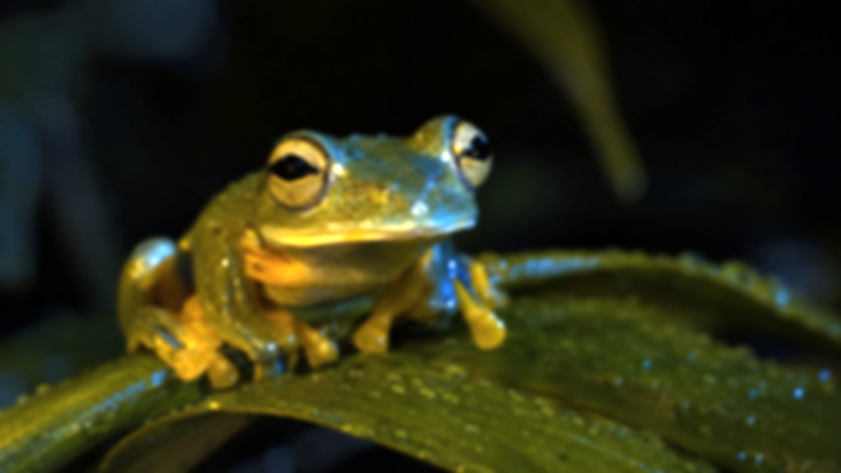 Frog — See through their eyes