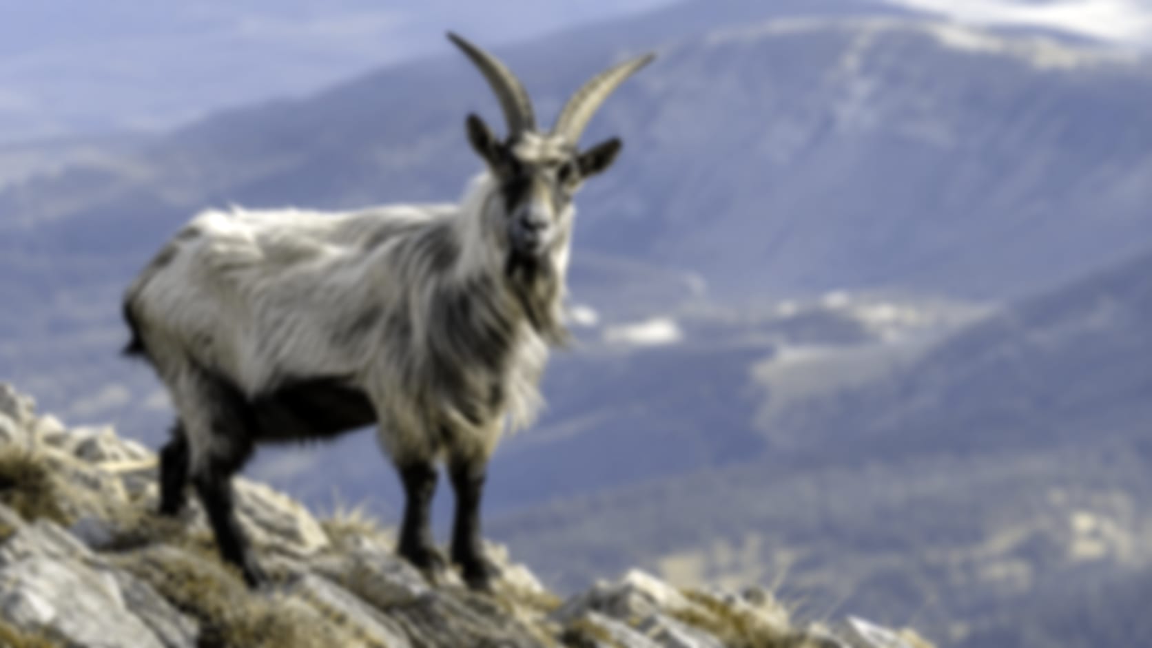 Goat — See through their eyes