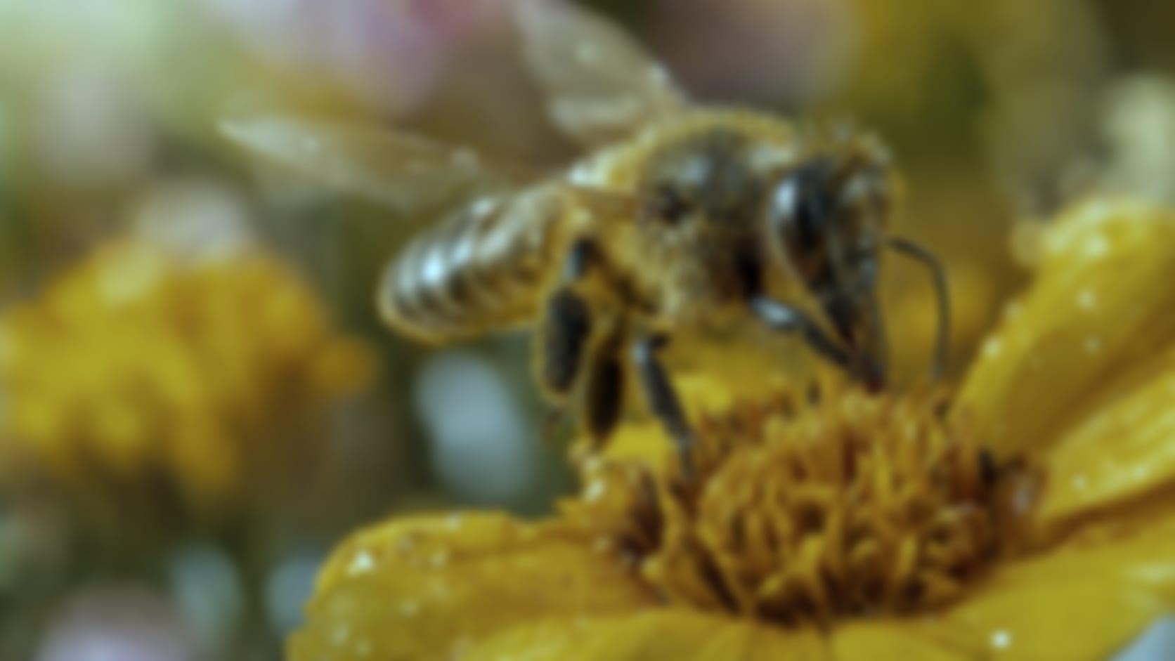 Honeybee — See through their eyes