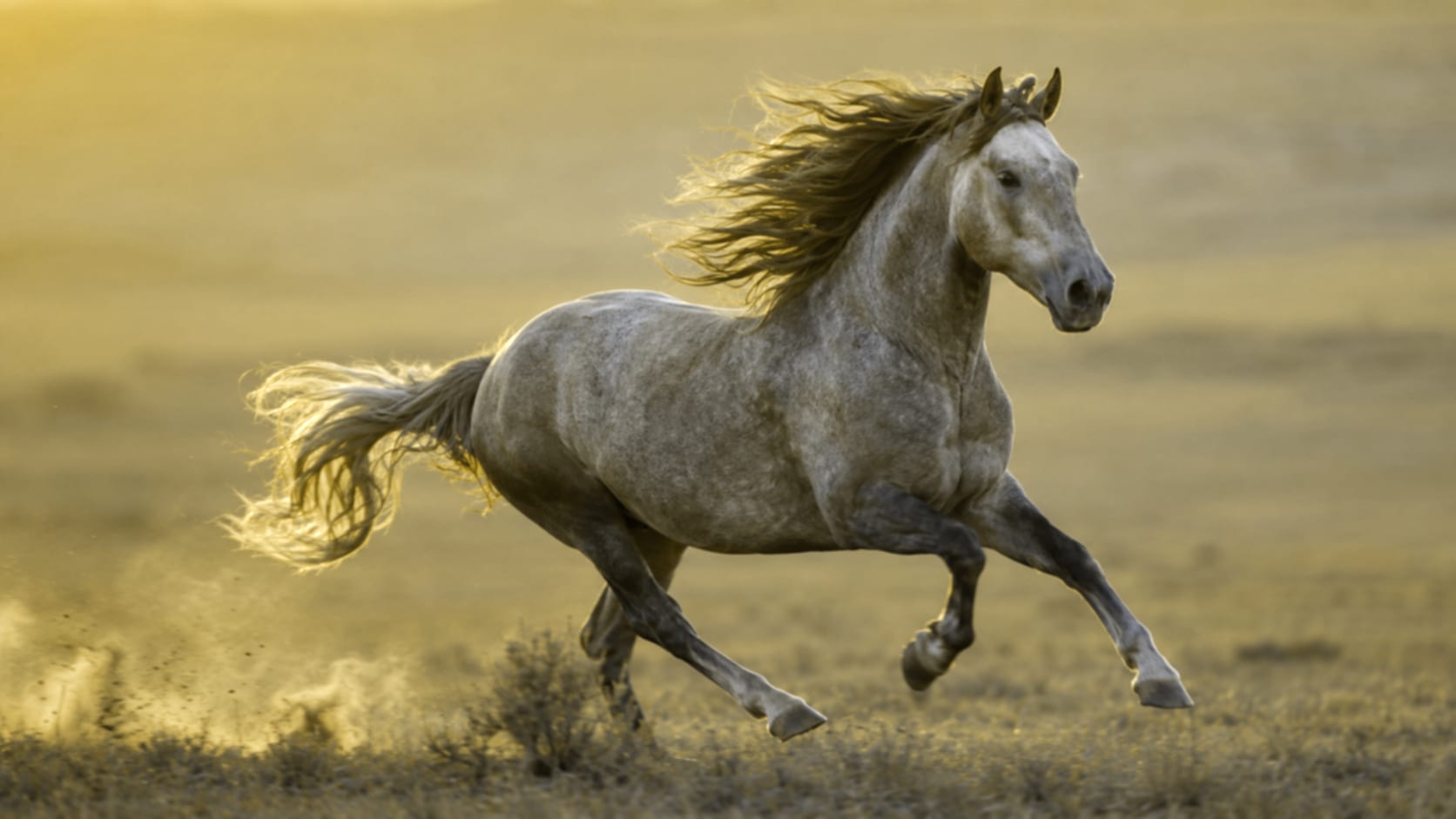 Horse — See through their eyes
