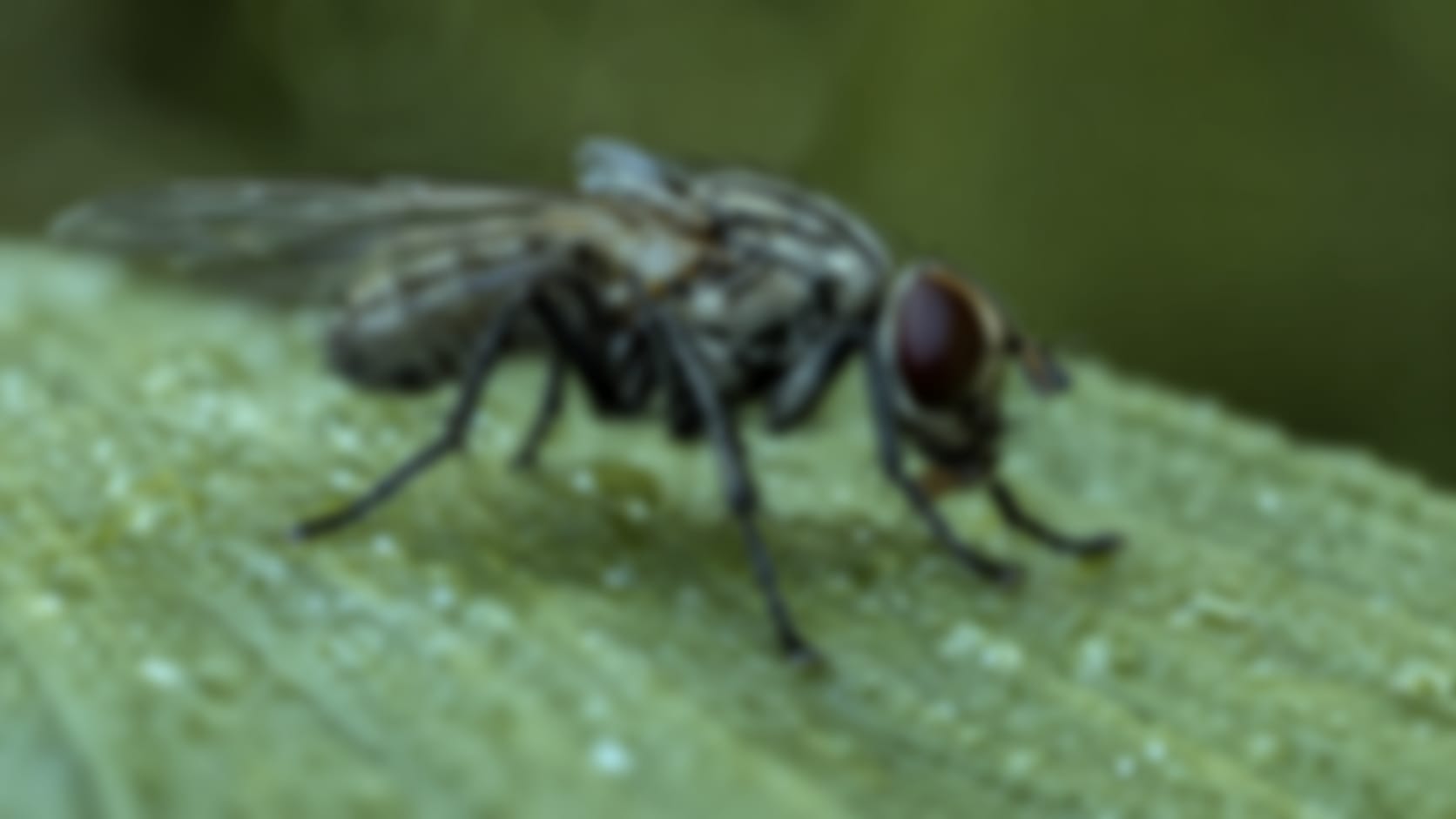 Housefly — See through their eyes