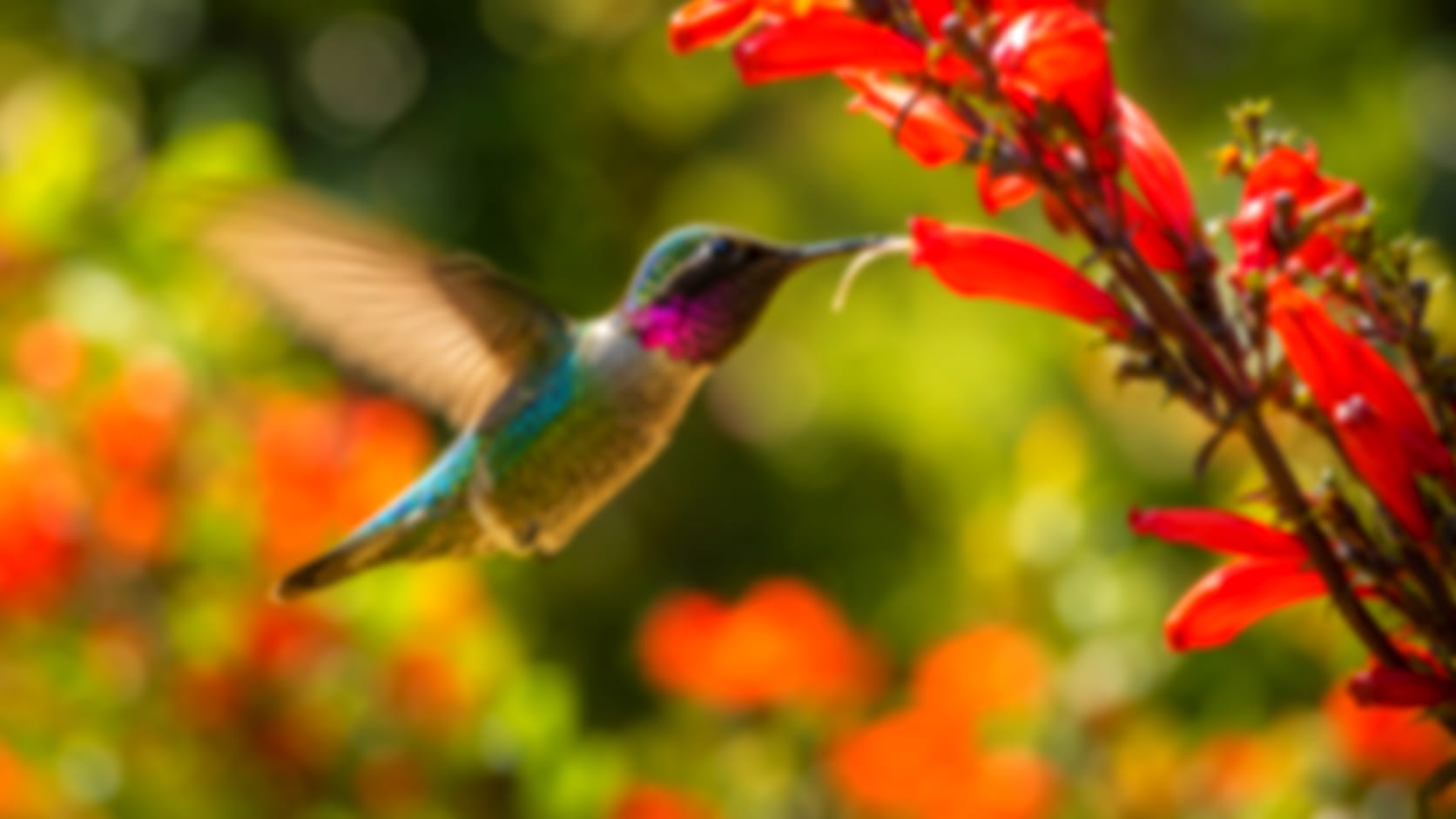 Hummingbird — See through their eyes