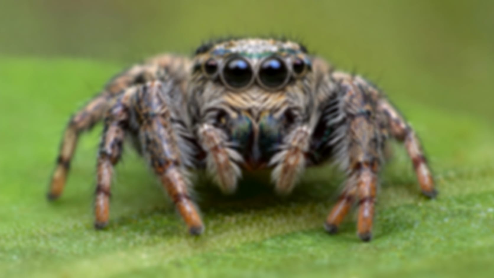 Jumping spider — See through their eyes