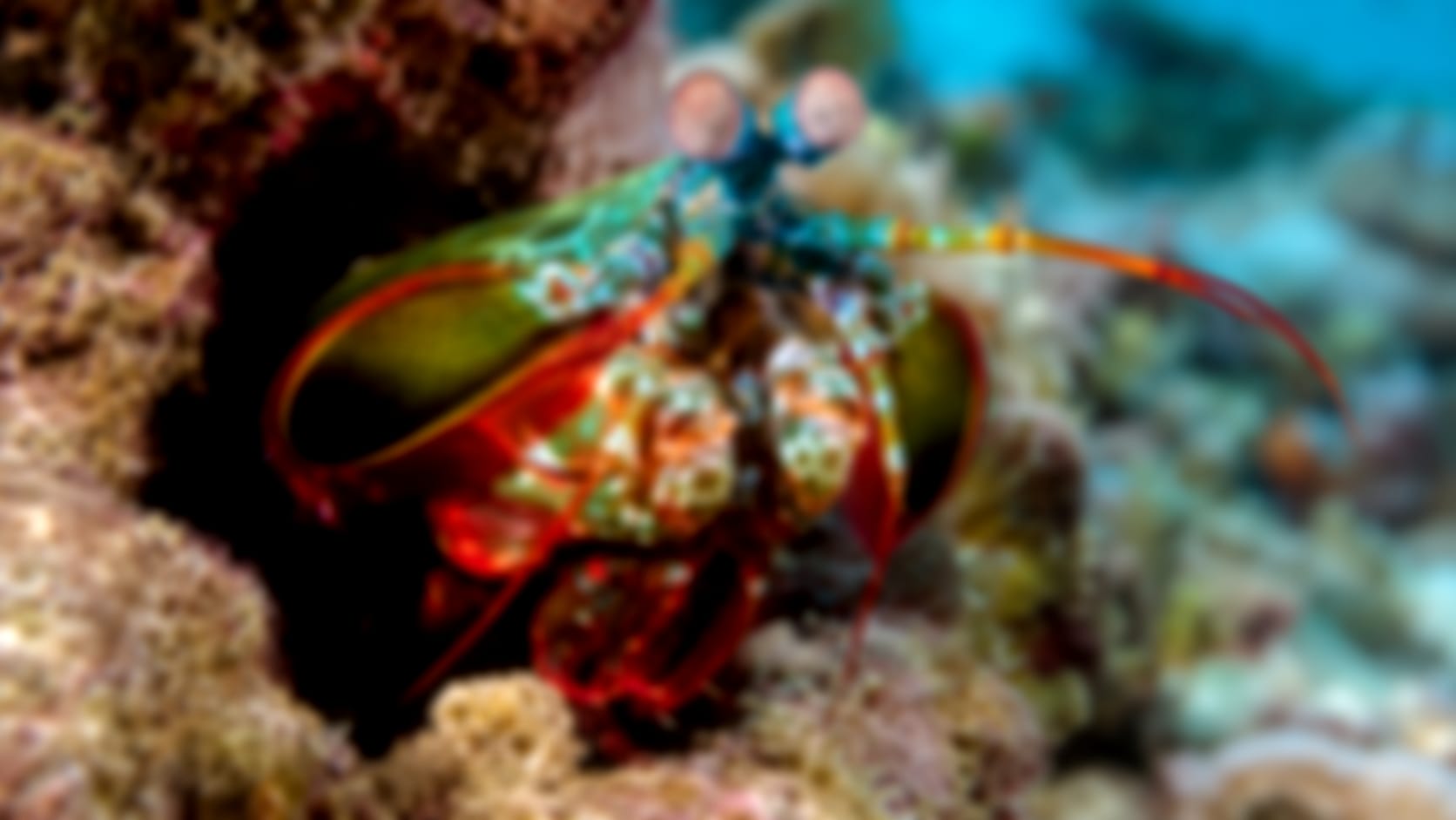 Mantis shrimp — See through their eyes
