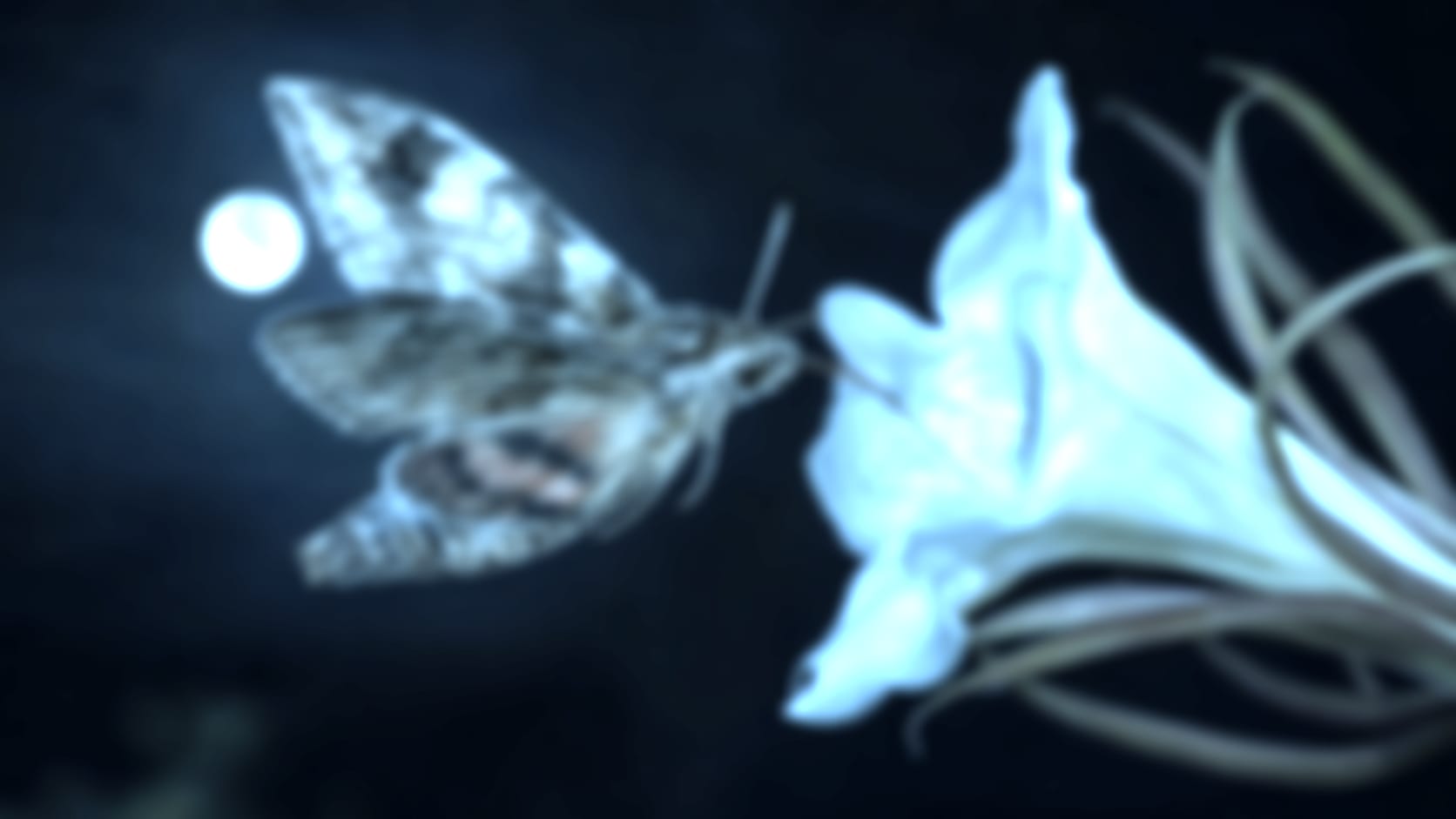 Moth — See through their eyes