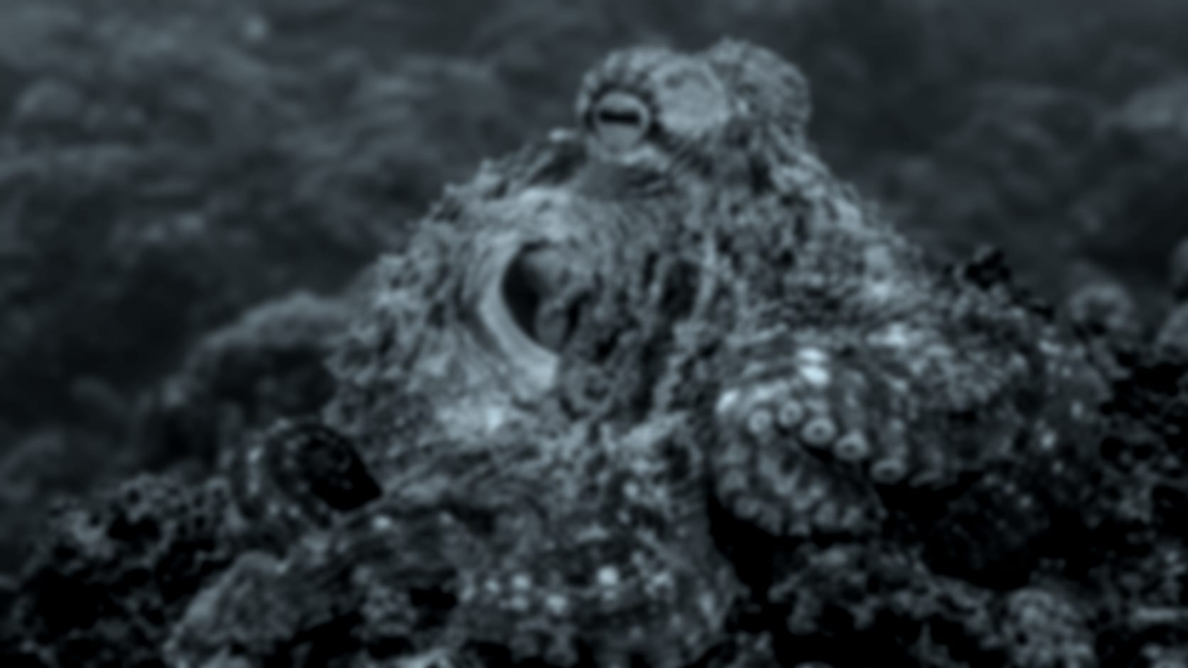 Octopus — See through their eyes