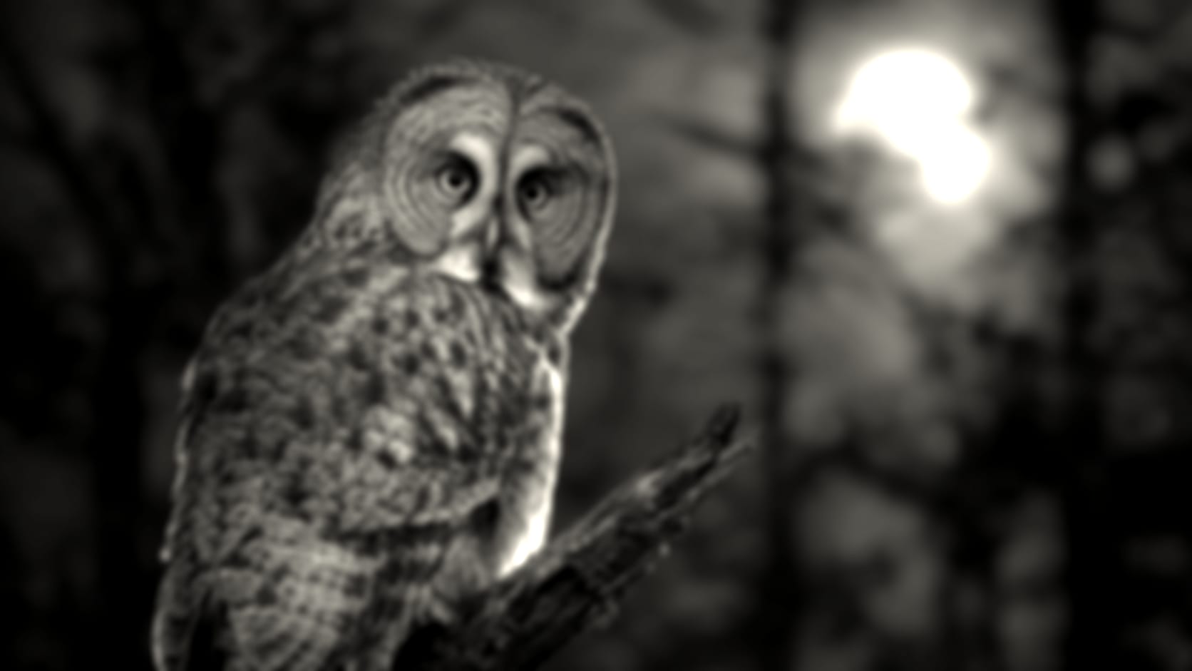 Owl — See through their eyes