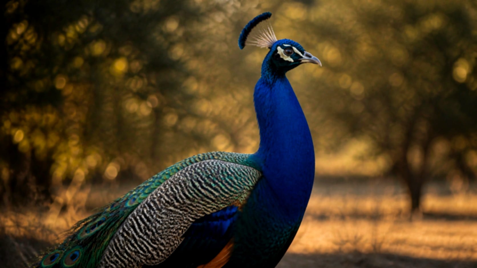 Blauer Pfau — Sieh durch ihre Augen