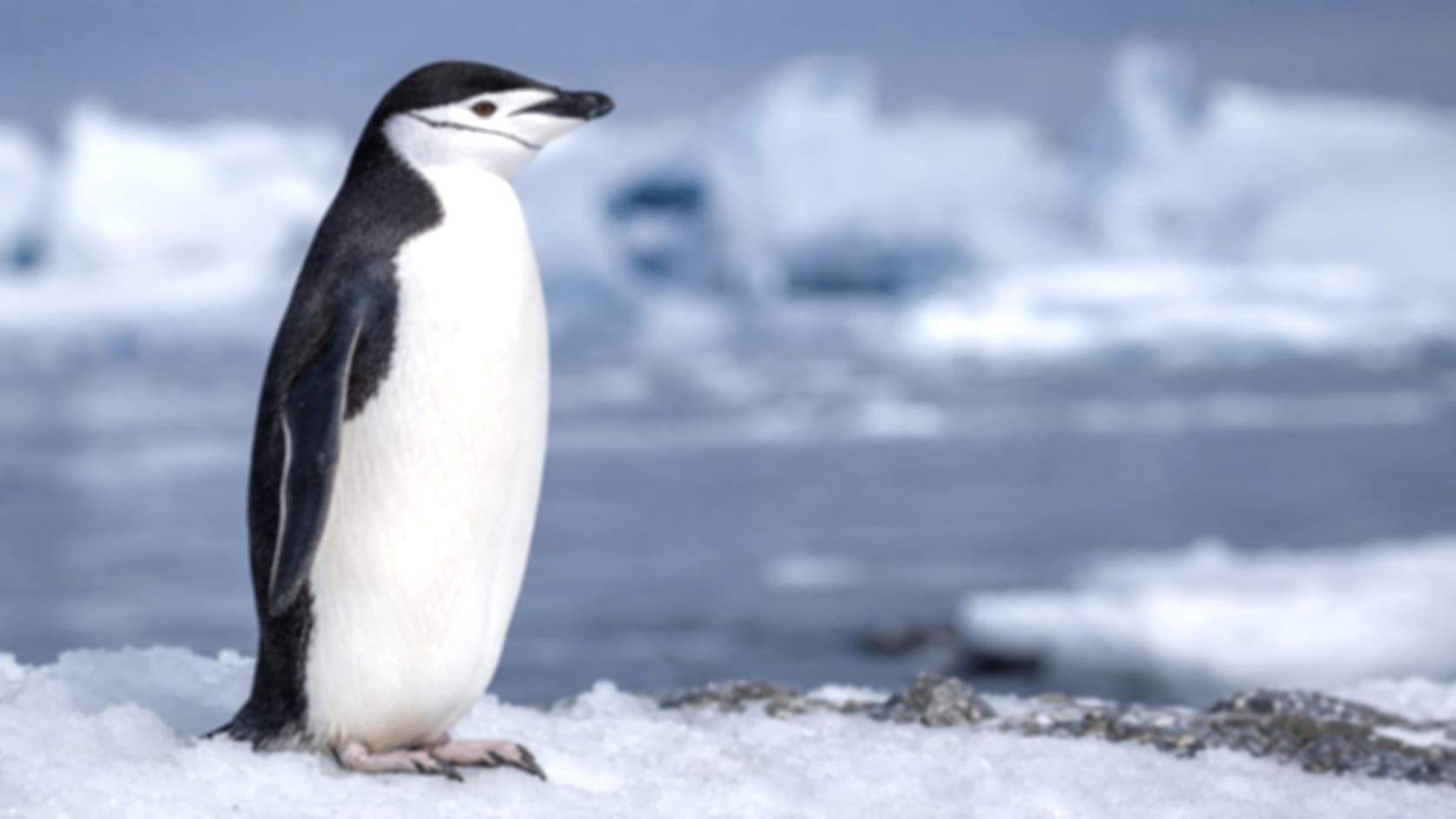 Penguin — See through their eyes