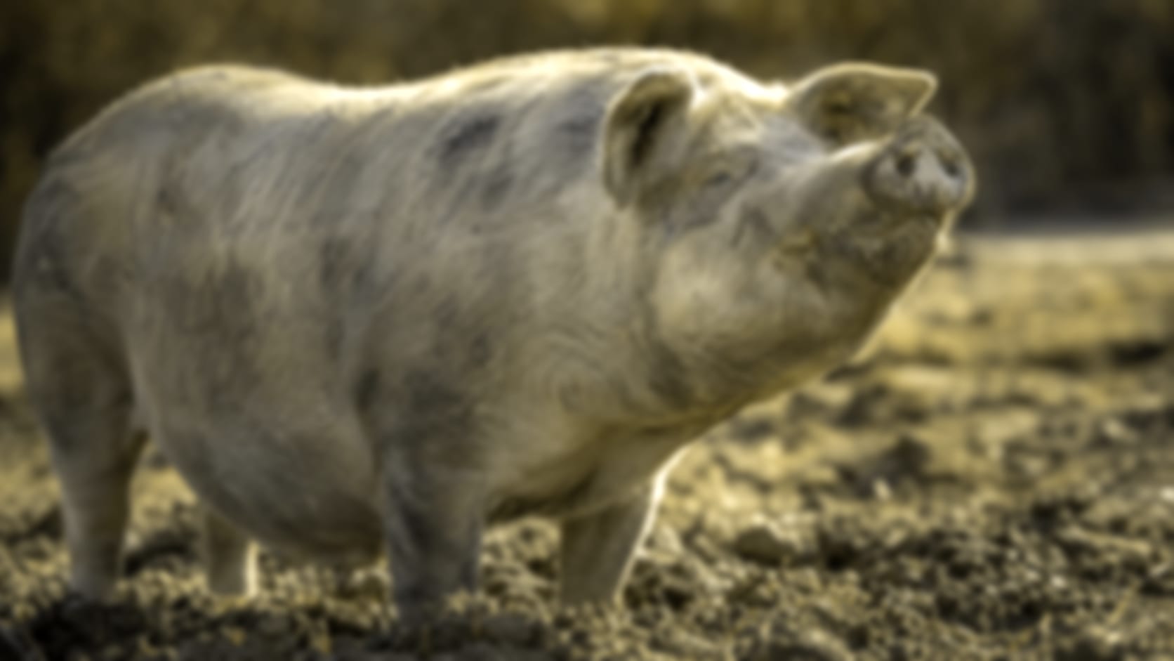 Pig — See through their eyes