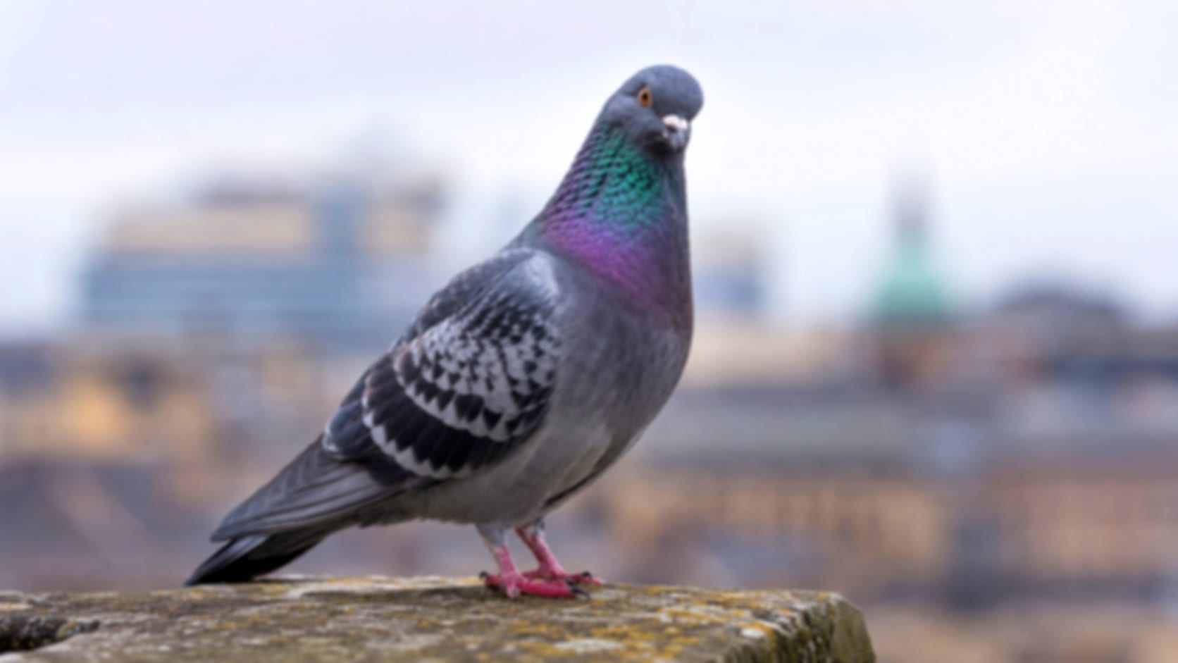 Pigeon — See through their eyes