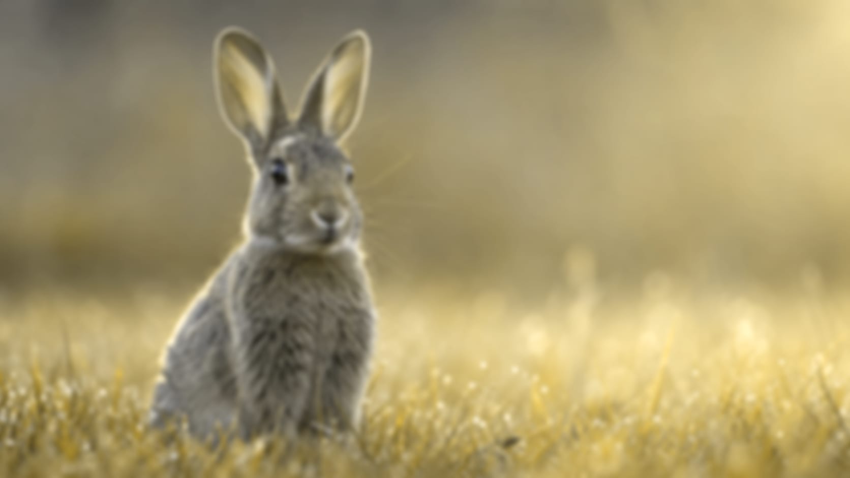 Rabbit — See through their eyes