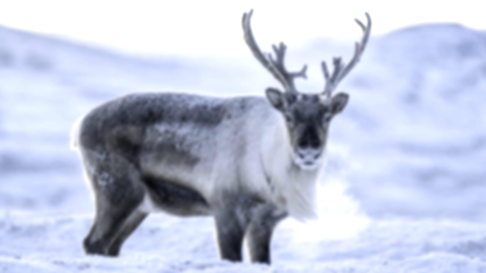 Reindeer — See through their eyes