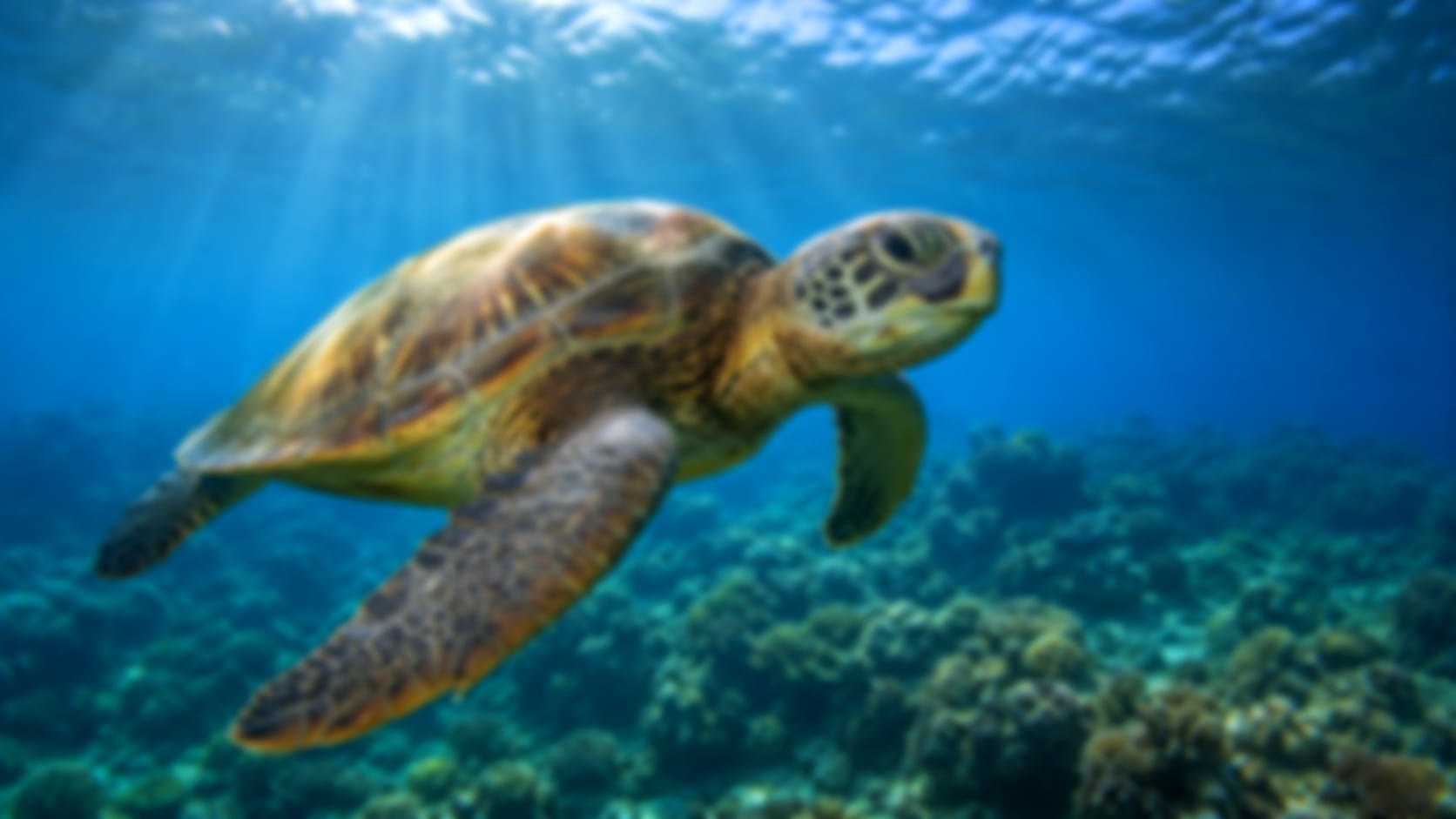Sea turtle — See through their eyes