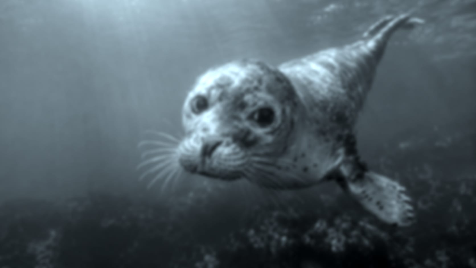 Seal — See through their eyes