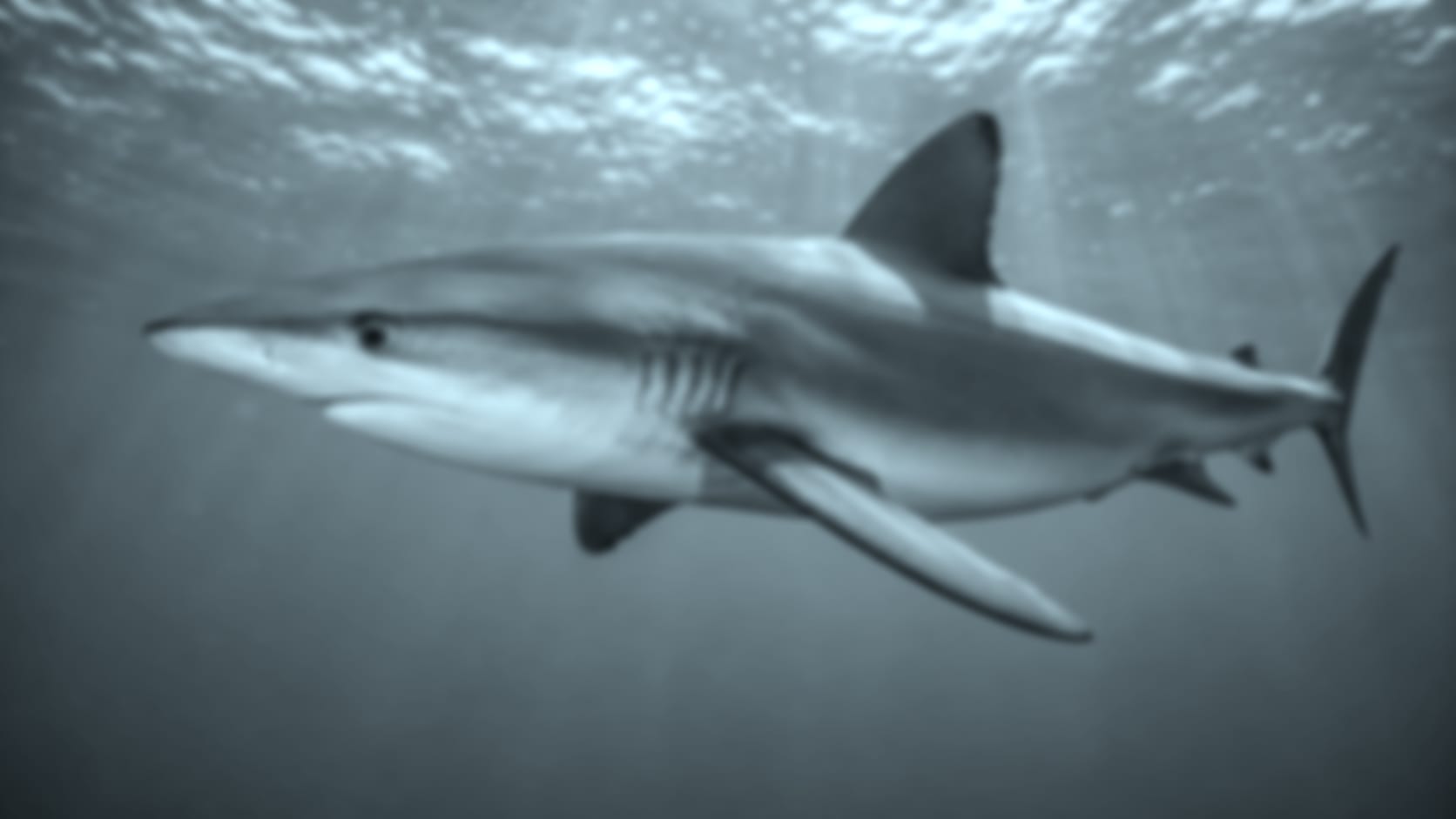 Shark — See through their eyes