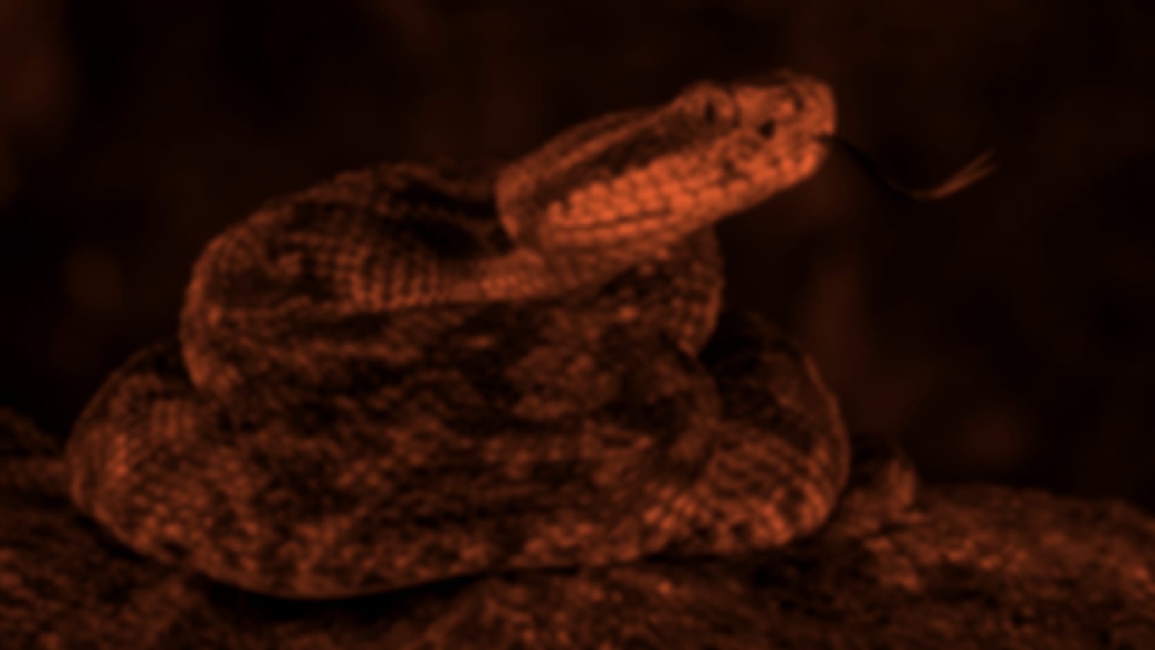 Snake (pit viper) — See through their eyes