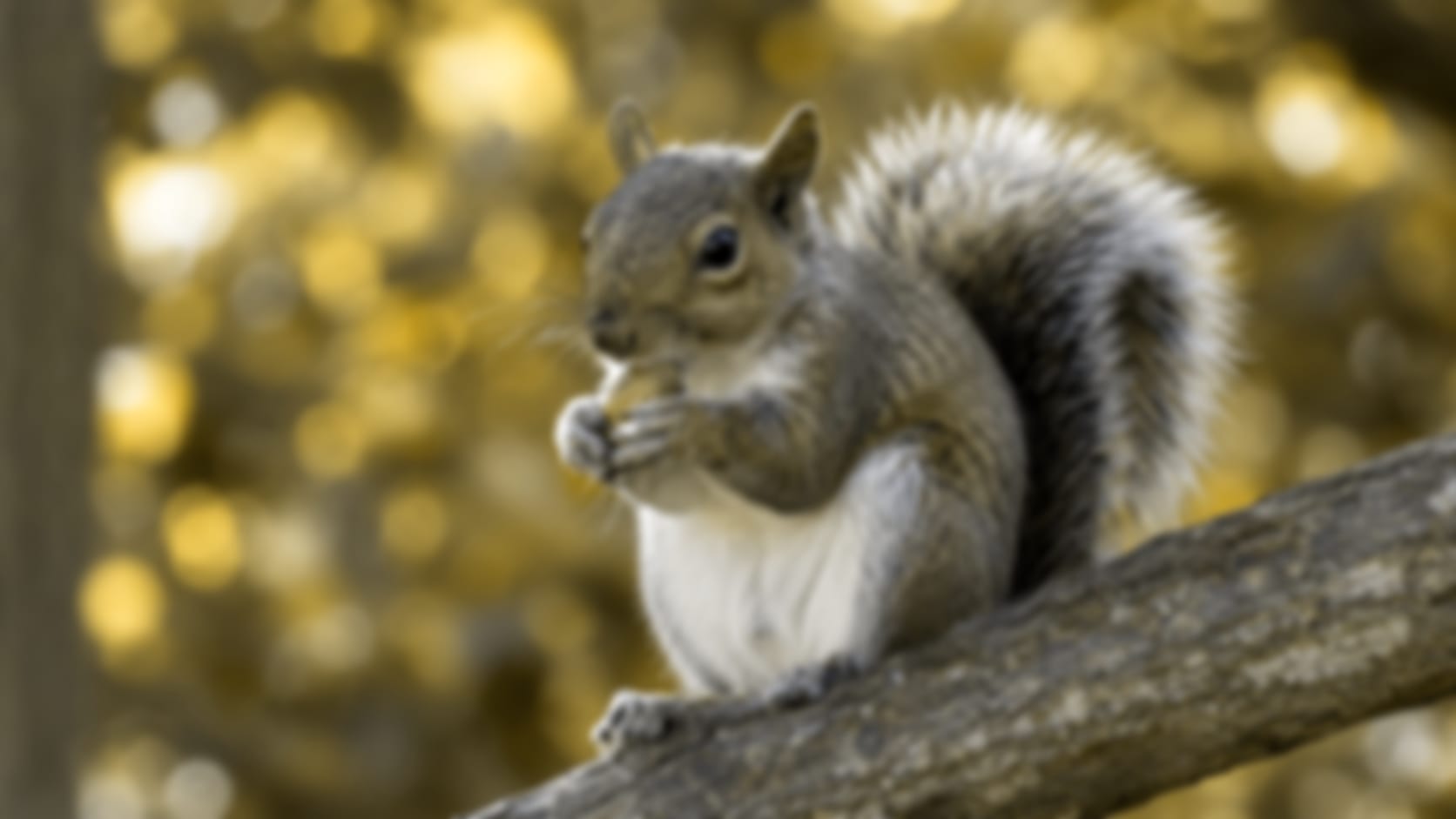 Squirrel — See through their eyes