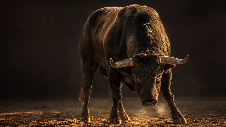 Bull