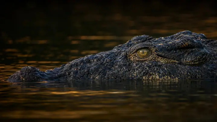 Crocodile