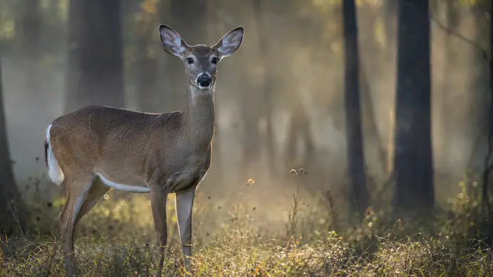 Deer