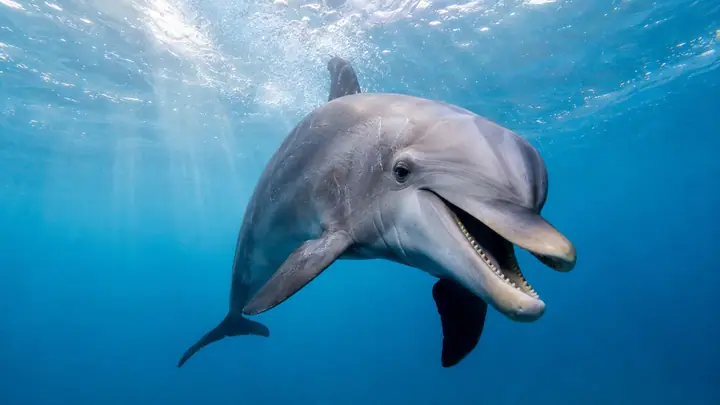 Dolphin