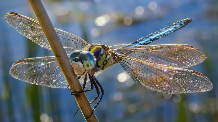 Dragonfly