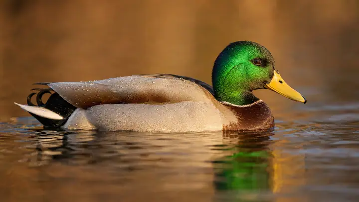Duck