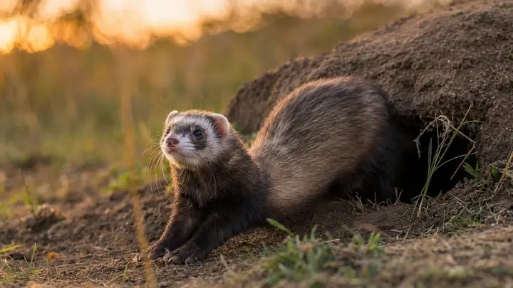 Ferret