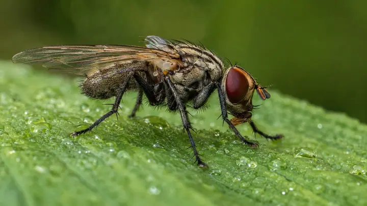 Housefly