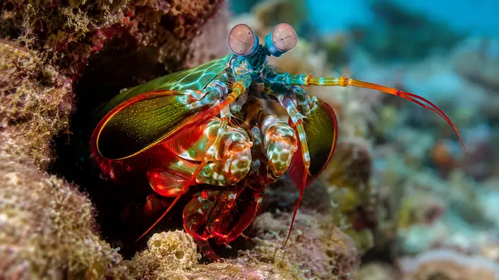Mantis shrimp