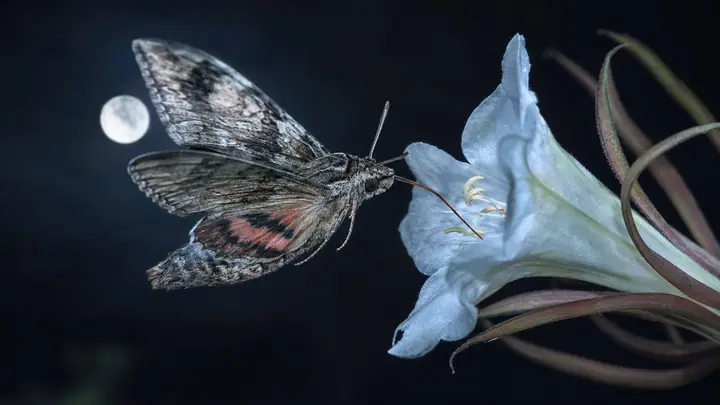 Moth