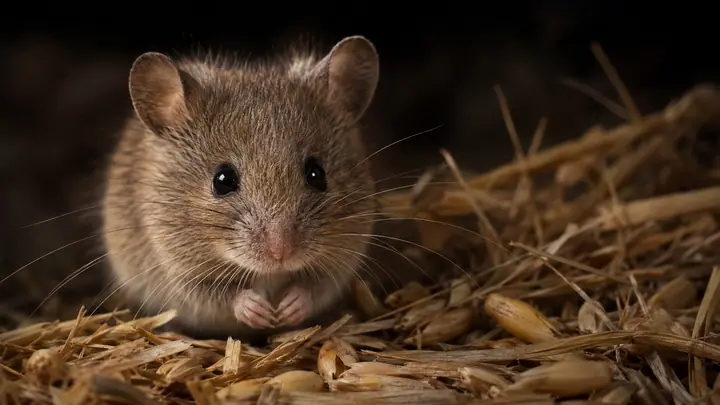 Mouse