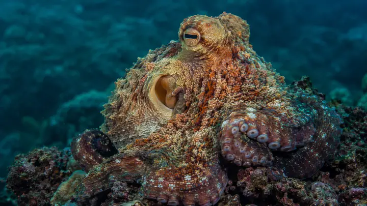 Octopus