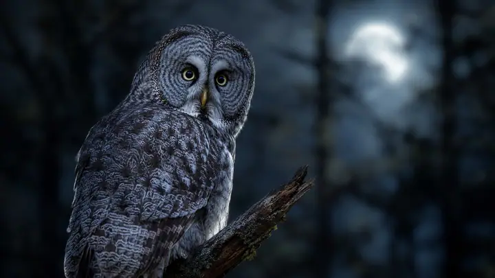 Owl