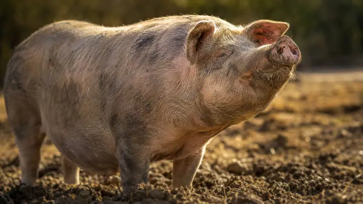 Pig