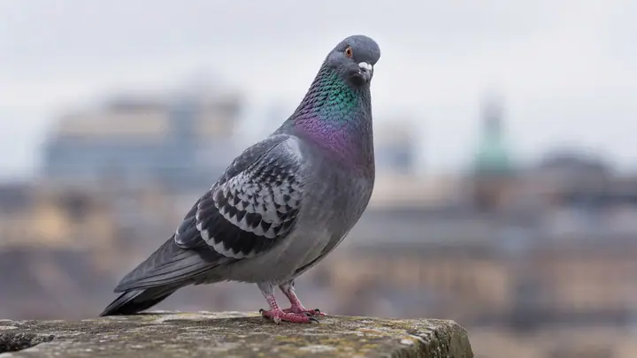 Pigeon